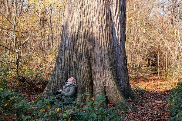 Picture of Four Hour Forest Bathing for One