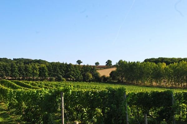 Image of Chilford Hall Vineyard Tour and Tasting with Lunch for Two in Cambridgeshire