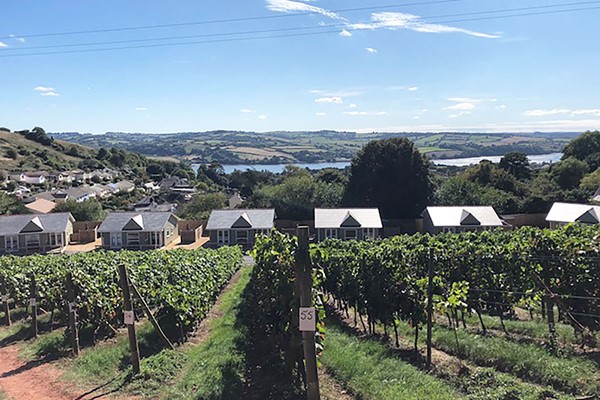 Picture of Old Walls Vineyard Tour and Tasting in Devon with Lunch for Two
