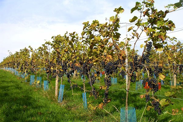 Image of Sedlescombe Organic Deluxe Vineyard Tour and Tasting for Two in East Sussex