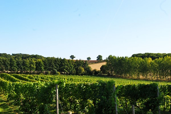 Picture of Vineyard Tour and Wine Tasting at Chilford Hall for Two