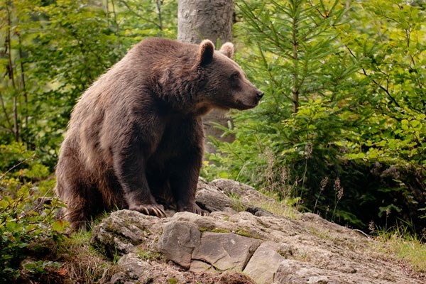 Picture of Four Night Bear Tracking Adventure in Romania