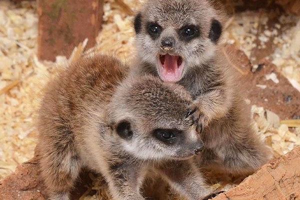 Image of Meerkat Experience for Two Adults and Two Children at The Animal Experience