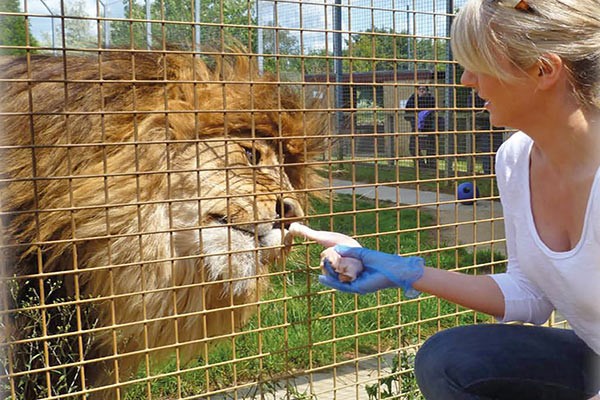 Picture of Entry to Linton Zoo with a Big Cat Meet and Feed for One