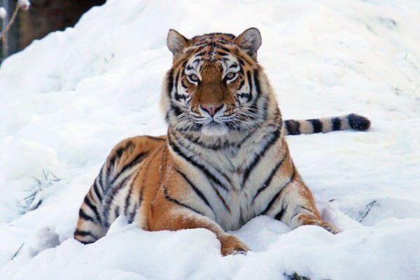 Picture of Entry to Linton Zoo with a Big Cat Meet and Feed for Two