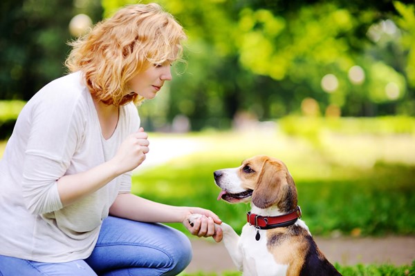 Picture of Online Pet Sitting and Dog Walking Diploma Course for One