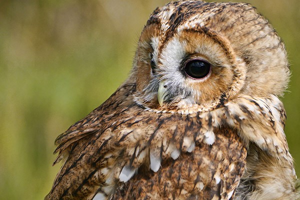 Picture of Online Meet and Greet with the Birds at Hilltop Birds of Prey