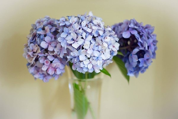 Image of Online Flower Arranging Course with an Expert for One