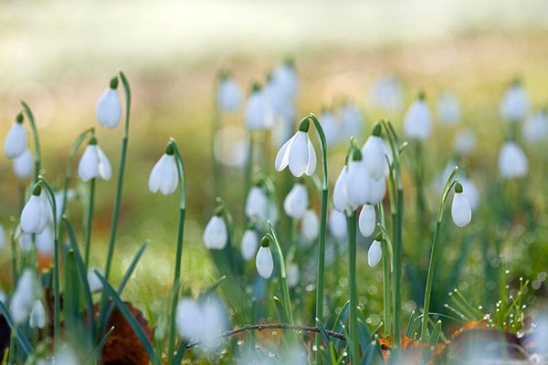 Picture of Online Flower and Plant Photography Course in a Virtual Classroom for One