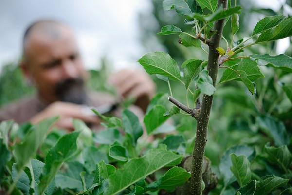 Picture of Online Essential Pruning for Gardeners Course with an Expert