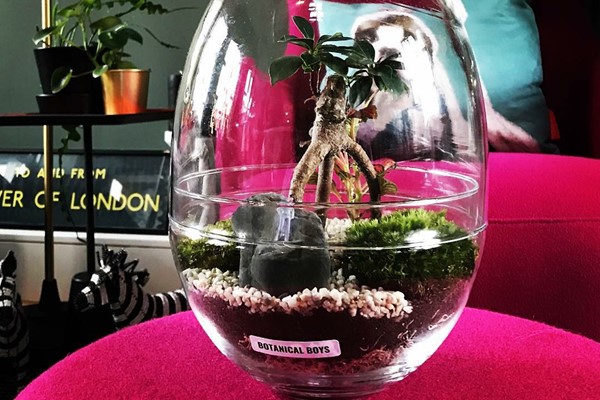 Picture of Online Terrarium Making Class with Botanical Boys