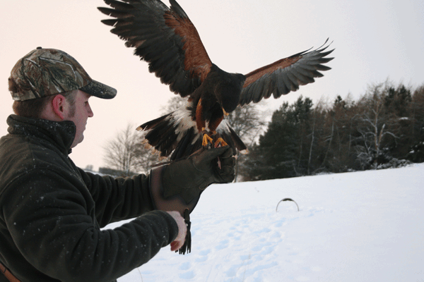 Picture of Bird of Prey Half Day Experience UK Wide