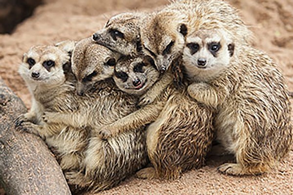 Image of Meeting the Meerkats for Two, Oxfordshire