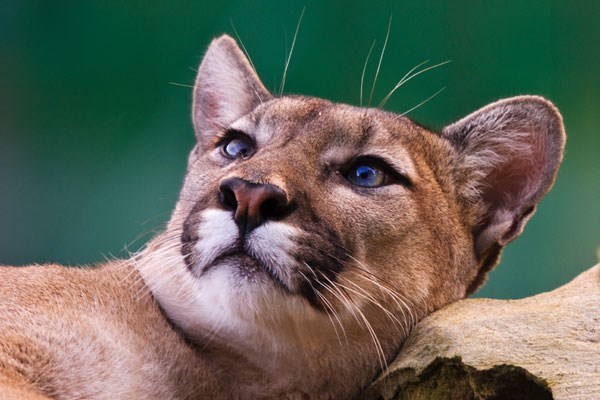 Image of Ranger for a Day at The Big Cat Sanctuary – Weekdays