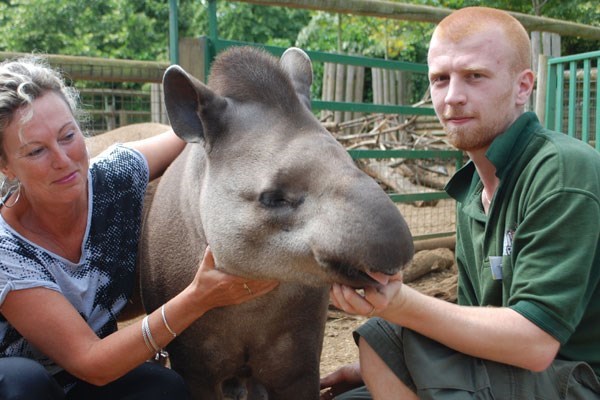Image of Tickle a Tapir Experience for Two at Paradise Wildlife Park