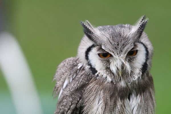 Picture of Birds of Prey Experience in the West Midlands