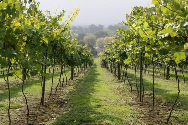 Image of British Vineyard Tour and Tasting with Lunch for Two