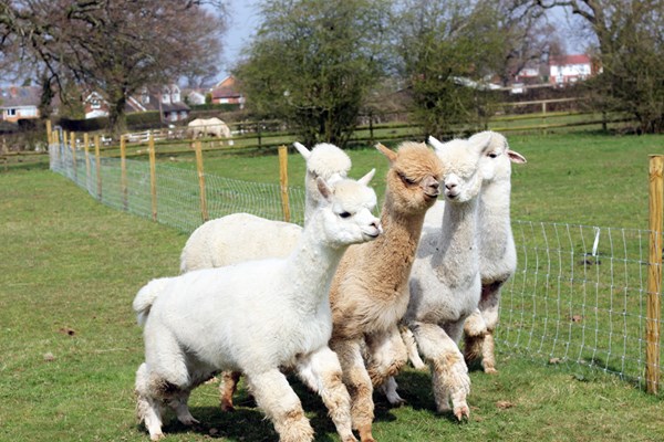 Image of Lucky Tails Alpaca Farm Entry with Alpaca Walk for Two Adults and Two Children
