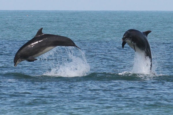 Image of Dolphin Watching for Two