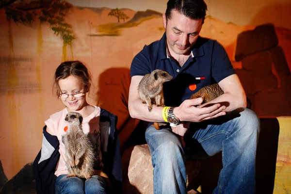 Picture of Meerkat Experience for Two Adults and Two Children at Hoo Farm Animal Kingdom