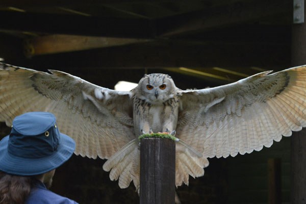 Picture of Entry to the Scottish Owl Centre for Two Adults - Kids Go Free