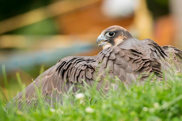 Picture of Full Day Medieval Falconry Experience at Hedingham Castle