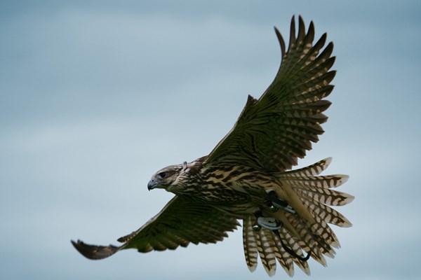 Picture of Full Day Falconry Experience at The Falconry School