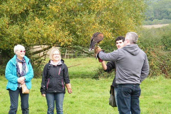 Picture of Half Day Falconry Experience at The Falconry School