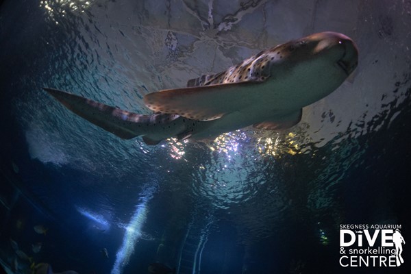 Image of Diving with Sharks Experience at Skegness Aquarium - Special Offer