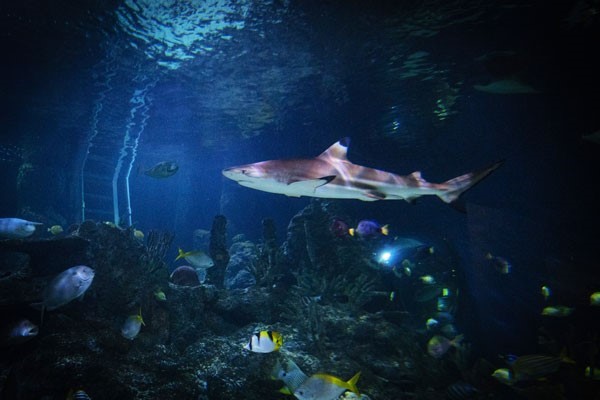 Image of Diving with Sharks Experience for Two at Skegness Aquarium