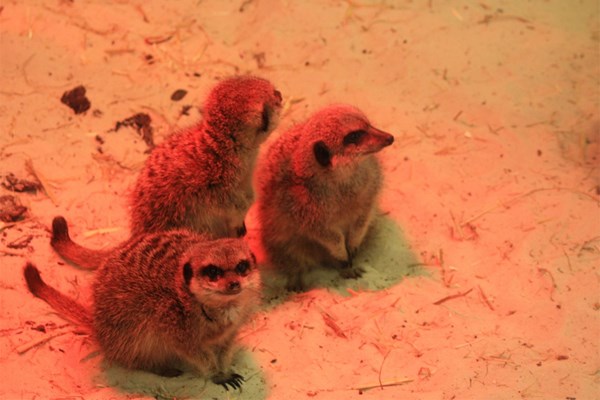 Image of Meet the Meerkats with Park Entry for Two at Ark Wildlife Park
