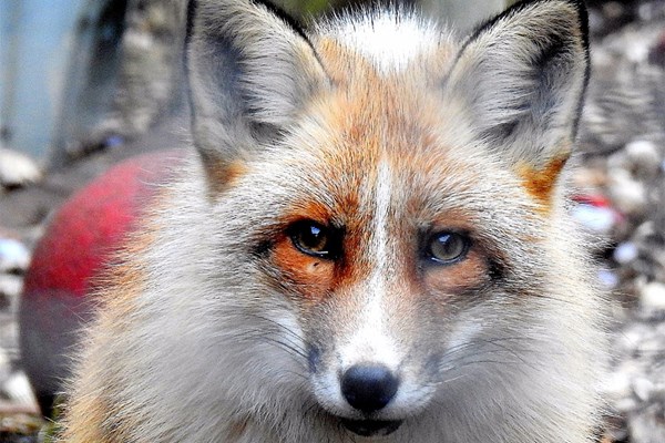 Image of Meet the Red Fox with Park Entry for Two at Ark Wildlife Park