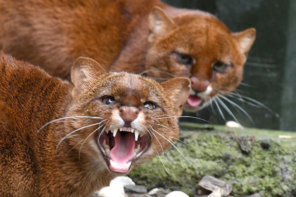 Picture of Zookeeper Experience for Two at Ark Wildlife Park