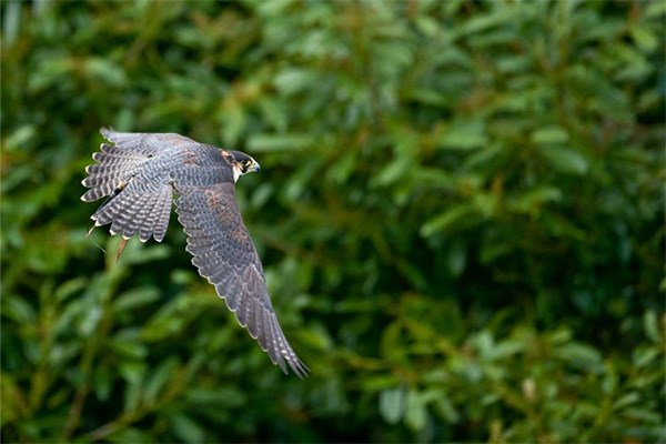 Picture of Birds of Prey Experience for Two at North Devon Falconry
