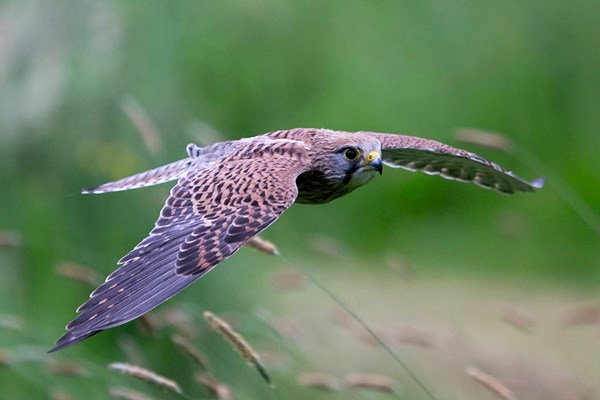 Picture of Hawk Walk with Afternoon Tea at Shropshire Falconry