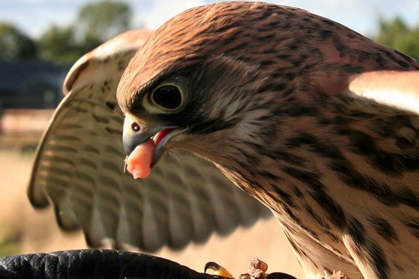 Picture of Falconer for a Day with Lunch at Shropshire Falconry