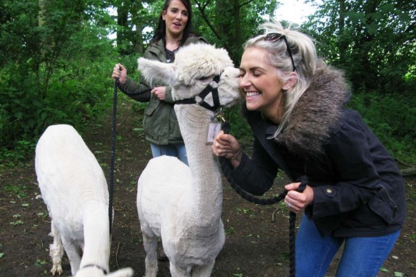 Image of Alpaca Walk with Sparkling Afternoon Tea for Two with Charnwood Forest Alpacas