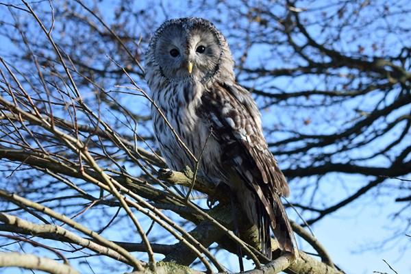 Picture of VIP Owl Experience at Sussex Falconry