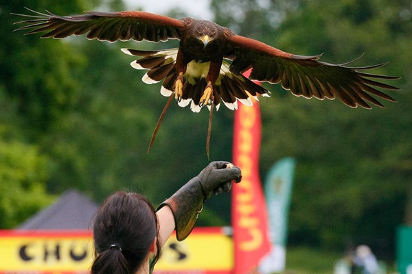 Image of VIP Falconry Experience at Sussex Falconry