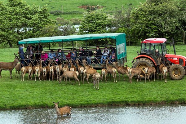 Picture of Family Day on The Farm with a Deer Safari at Snettisham Park