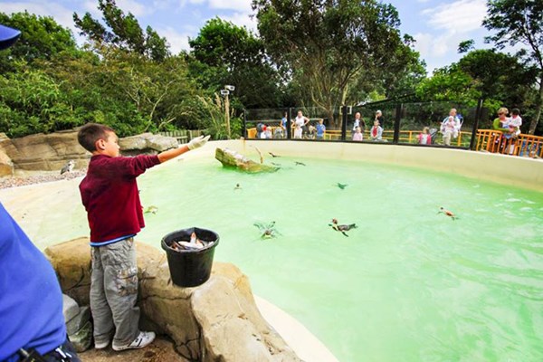 Image of Penguin Feeding Experience at Drusillas Zoo Park