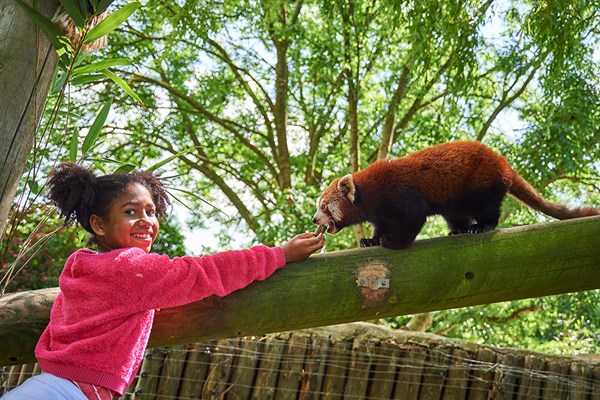 Image of Red Panda Encounter at Drusillas Zoo Park