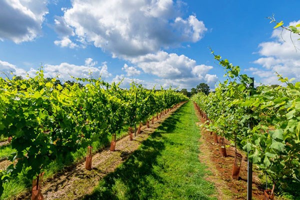 Image of Vineyard Tour with Wine Tasting for Two at Kingscote Estate
