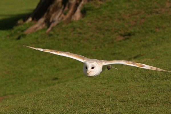 Image of Owl Encounter in Derbyshire with BB Falconry