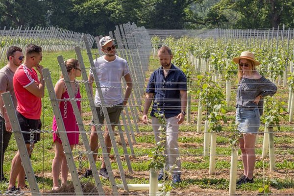 Image of Vineyard Tour and Tasting Experience for Two at Hidden Spring Vineyard