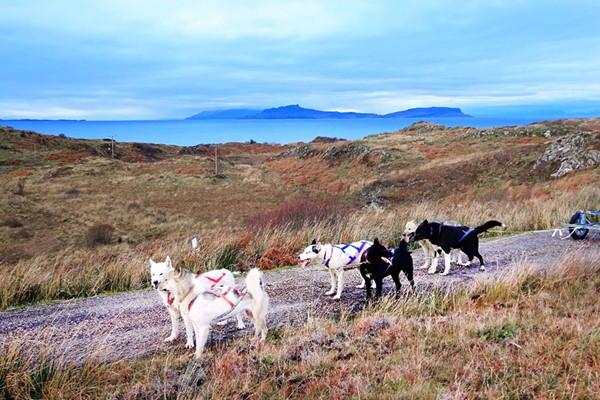 Picture of Husky Hiking Experience for One at Dorchar Aile
