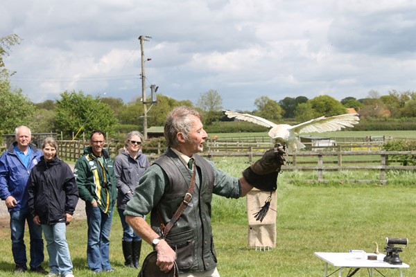 Picture of Bird of Prey Falconry Experience