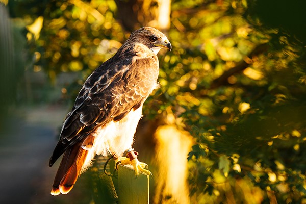 Picture of Two Hour Falconry Experience for Two with Coda Falconry