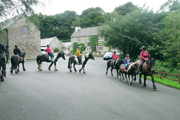 Picture of One Hour Horse Riding Session for Two at Caffyns Farm