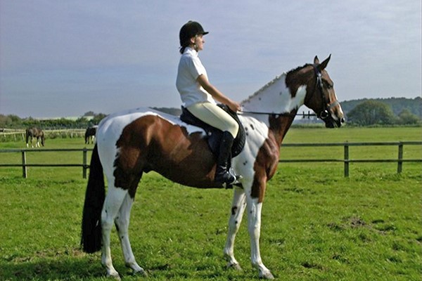 Picture of Horseriding for Two at Halsall Riding Centre